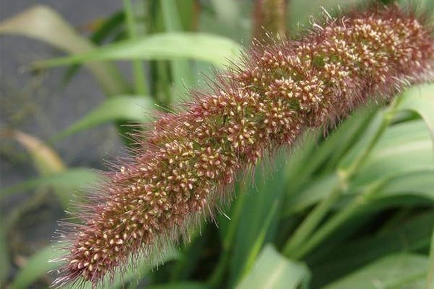 Amazon.com : German Millet (Foxtail Millet) Has a drooping